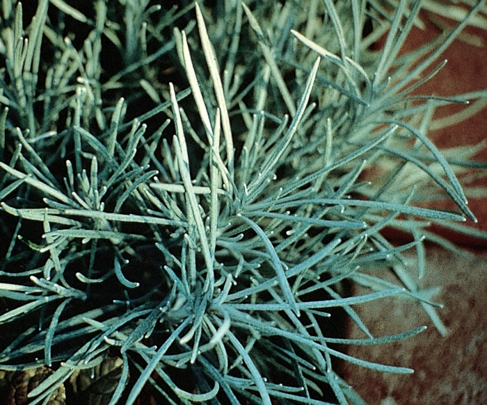 Licorice Plant - Helichrysum thianschanicum 'Icicles' from Kings Garden Center