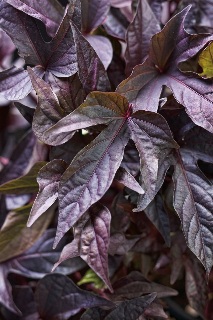 Ipomoea batatas 'Sweet Caroline Raven' - Ornamental Sweet Potato from Kings Garden Center