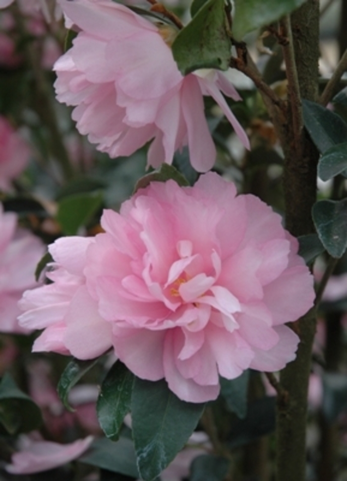 Camellia - Camellia Sasanqua 'Cotton Candy' from Kings Garden Center