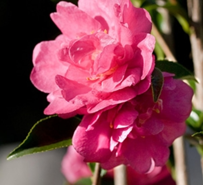 October Magic® Rose™ Camellia - Camellia sasanqua from Kings Garden Center