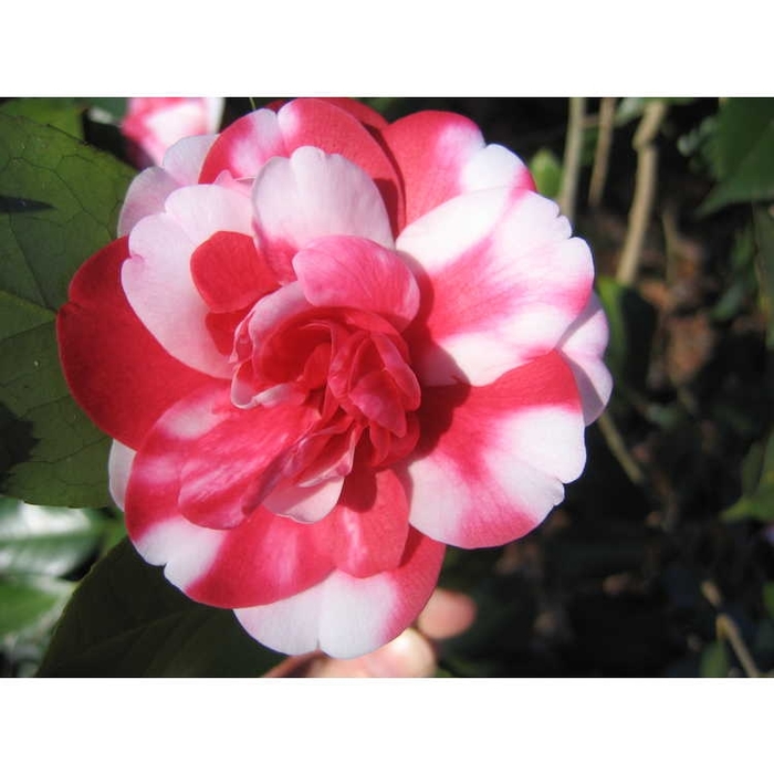 Governor Mouton Camellia - Camellia japonica 'Governor Mouton' from Kings Garden Center