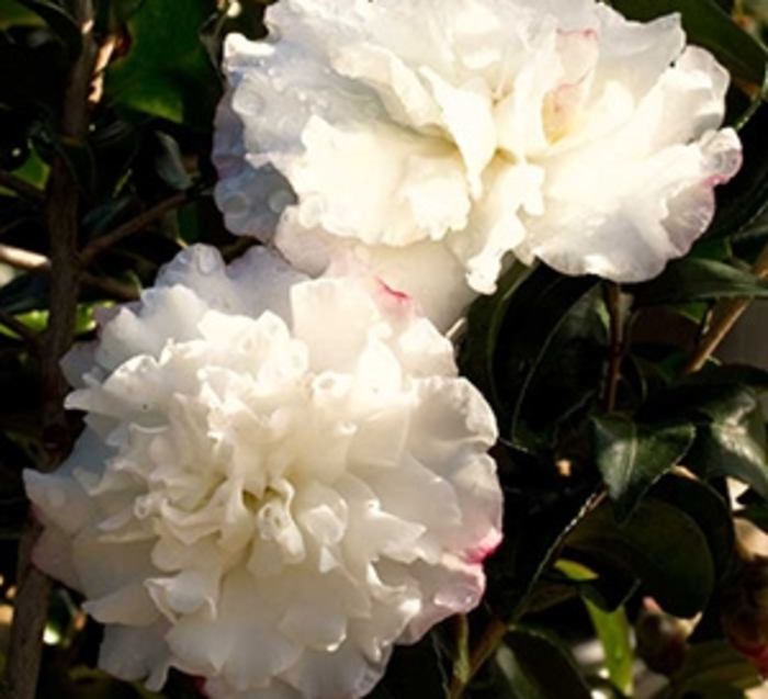 October Magic® Snow™ Camellia - Camellia sasanqua 'October Magic Snow' from Kings Garden Center