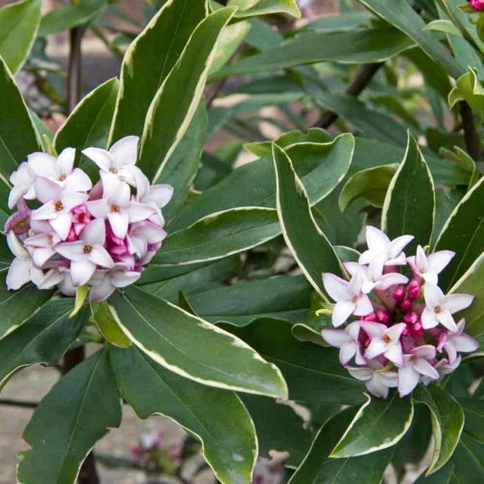 Winter Daphne - Daphne odora 'Aureomarginata' from Kings Garden Center