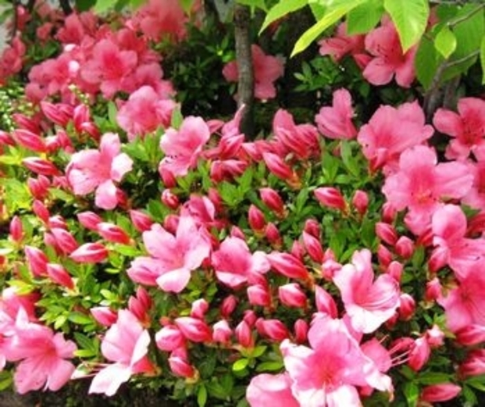 Azalea Satsuki Chinzan Chinzan Azalea Kings Garden Center