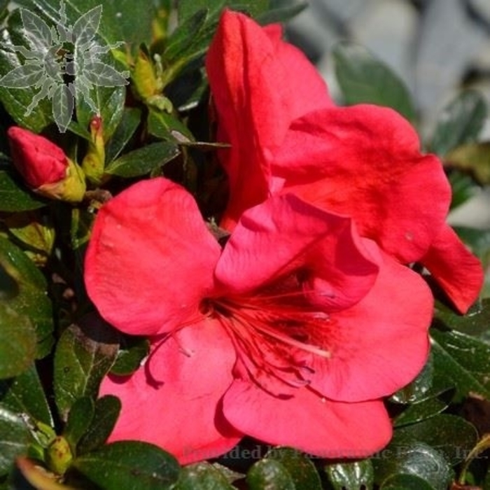 Red Slippers Azalea - Rhododendron x 'Red Slippers' from Kings Garden Center