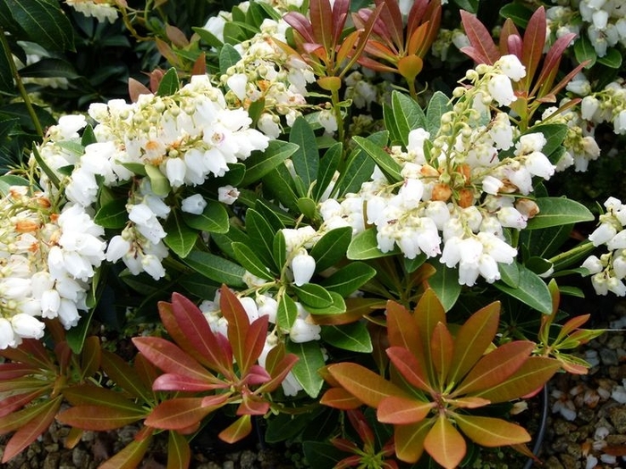 Temple Bells Pieris - Pieris japonica ‘Temple Bells’ from Kings Garden Center