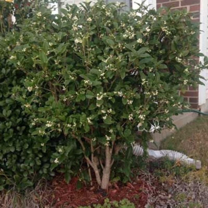 Fragrant Osmanthus / Tea Olive - Osmanthus fragrans from Kings Garden Center