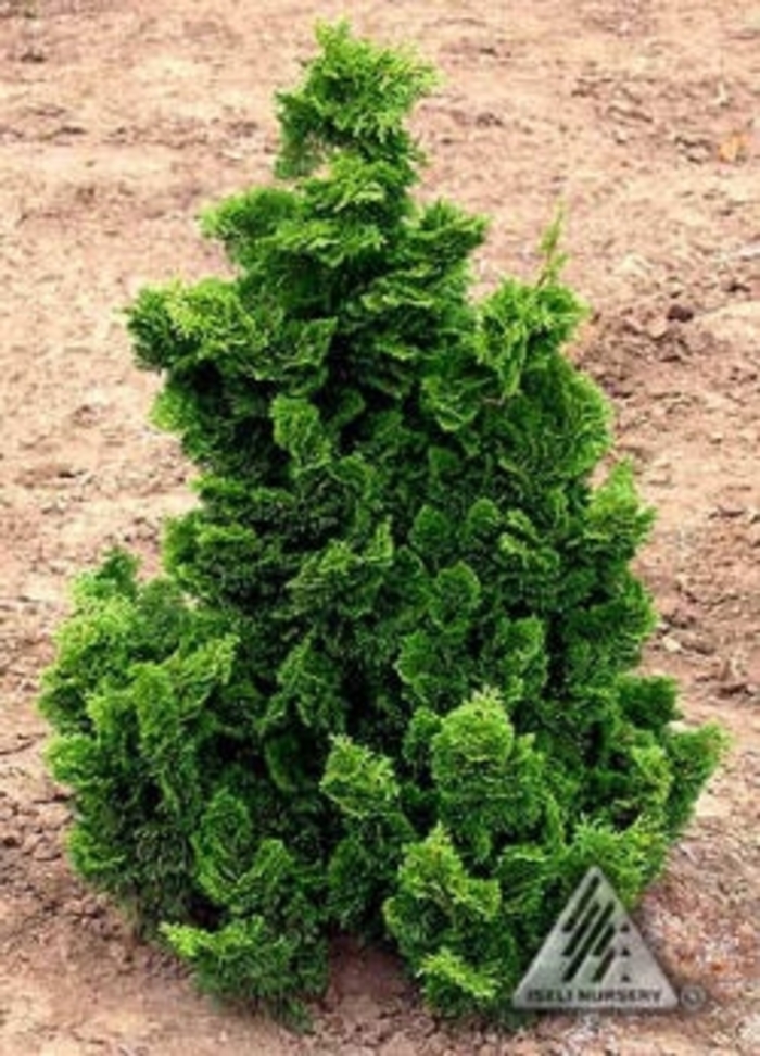 Chamaecyparis obtusa 'Nana Gracilis' | Dwarf Hinoki Falsecypress ...
