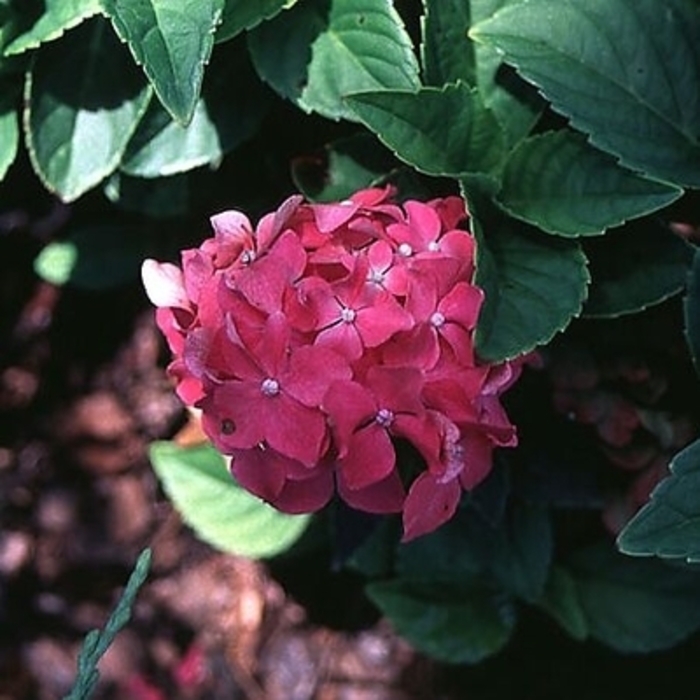 Hydrangea macrophylla ‘Pia’ | Bigleaf Hydrangea | Kings Garden Center