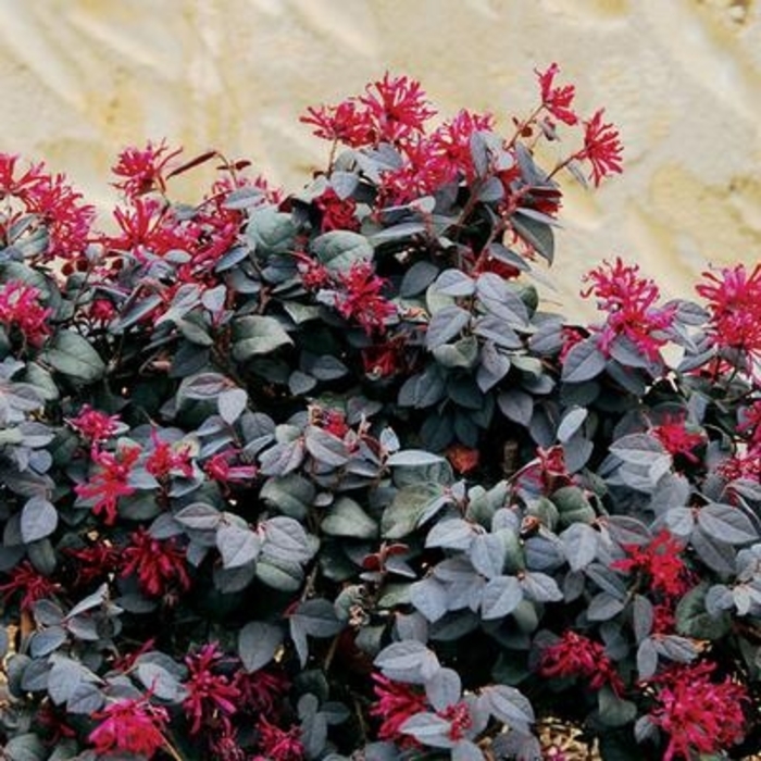 Chang Nian Hong Loropetalum - Loropetalum chinense 'Chang Nian Hong' from Kings Garden Center