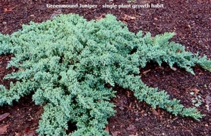 Greenmound procumbens - Juniperus procumbens 'Greenmound' from Kings Garden Center