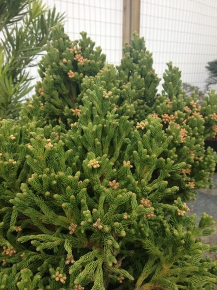 Warrior Dragon Cryptomeria - Cryptomeria japonica 'Warrior Dragon' from Kings Garden Center