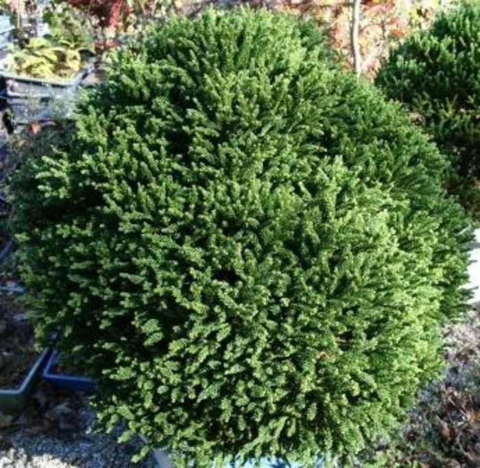 Dragon Prince Cryptomeria - Cryptomeria japonica 'Dragon Prince' from Kings Garden Center