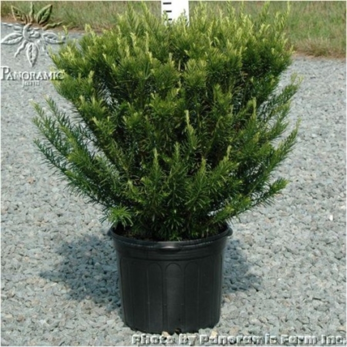 Spreading Japanese Plum Yew - Cephalotaxus harringtonia 'Drupacea' from Kings Garden Center