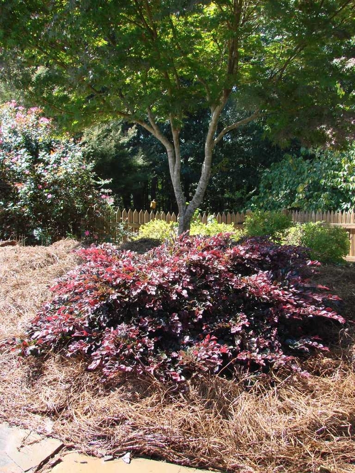  Crimson Fire Loropetalum - Loropetalum chinensis var. rubrum 'PIILC-I' from Kings Garden Center