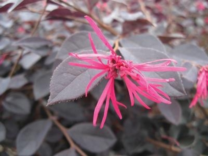 Garnet Fire Loropetalum - Loropetalum chinense var. rubrum ‘Garnet Fire’ from Kings Garden Center