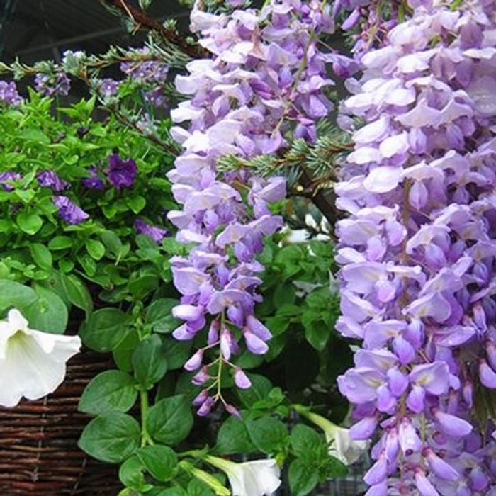 Lavender Falls Wisteria - Wisteria floribunda 'Betty Tam' from Kings Garden Center