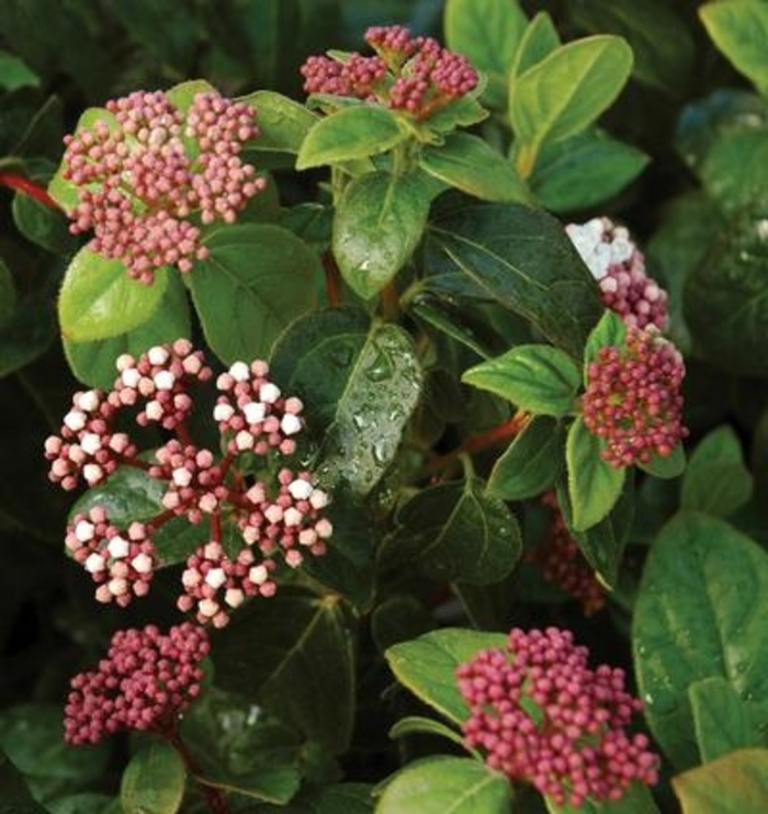 Shades of Pink Viburnum - Viburnum tinus 'Lisa Rosa' from Kings Garden Center