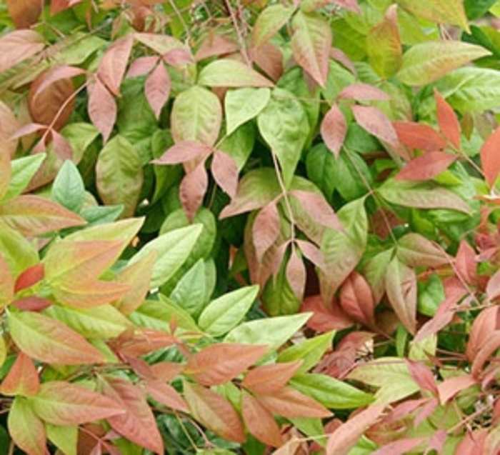 Blush Pink™ Nandina - Nandina domestica 'AKA' from Kings Garden Center