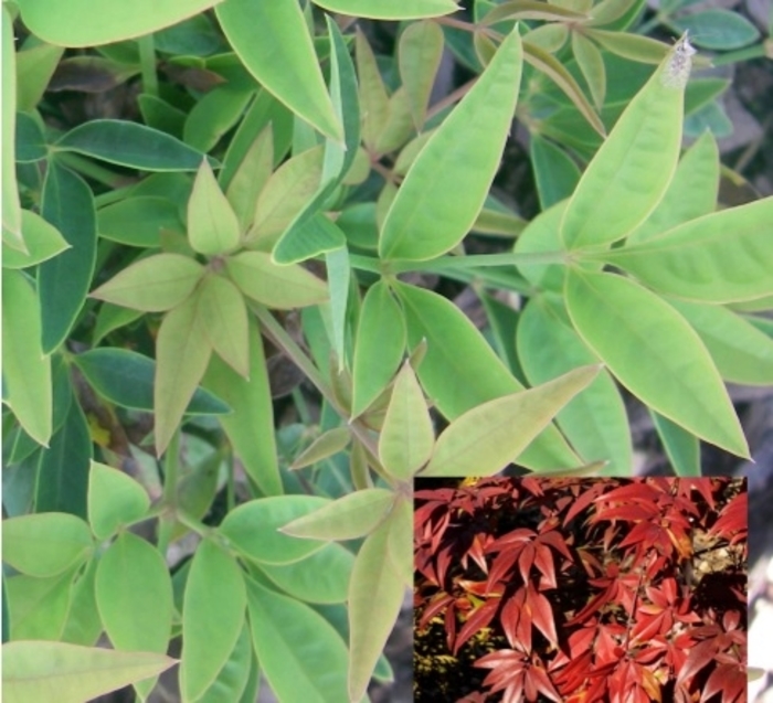 Sassy Lady Nandina - Nandina domestica 'sPg-3-006' from Kings Garden Center