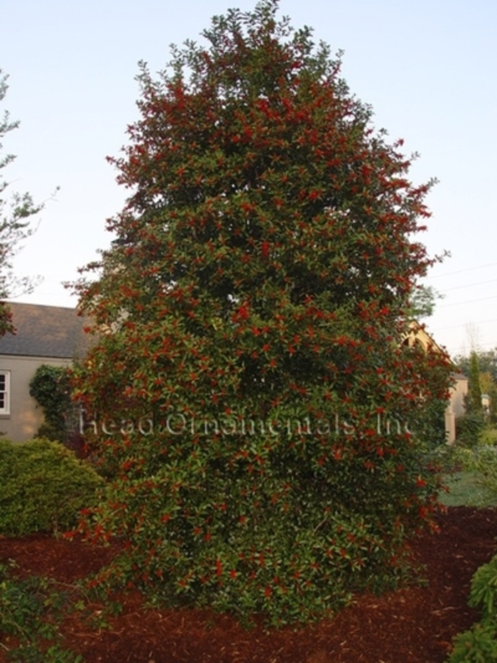 Christmas Jewel Holly - Ilex x 'HL10-90' from Kings Garden Center