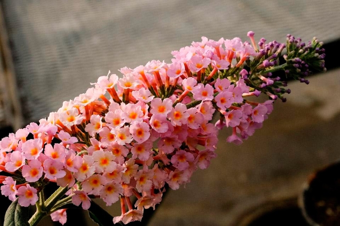 Peach Cobbler Butterfly Bush - Buddleia x 'Peach Cobbler' from Kings Garden Center