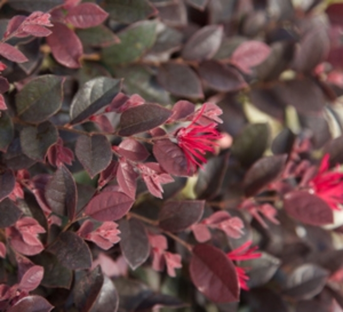 Purple Daydream Loropetalum - Loropetalum chinense ‘PPI’ from Kings Garden Center