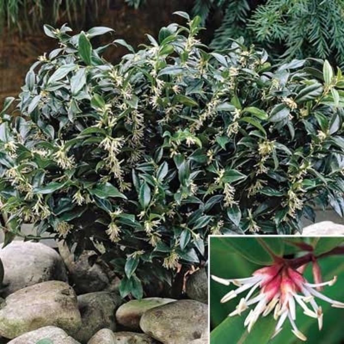 Fragrant Mountain Himalayan Sweetbox - Sarcococca hookeriana var humilis Fragrant Mountain from Kings Garden Center