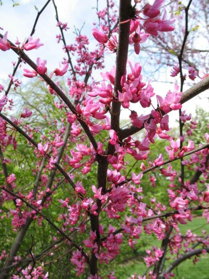 Appalachian Red Eastern Redbud - Cercis canadensis 'Appalachian Red' from Kings Garden Center