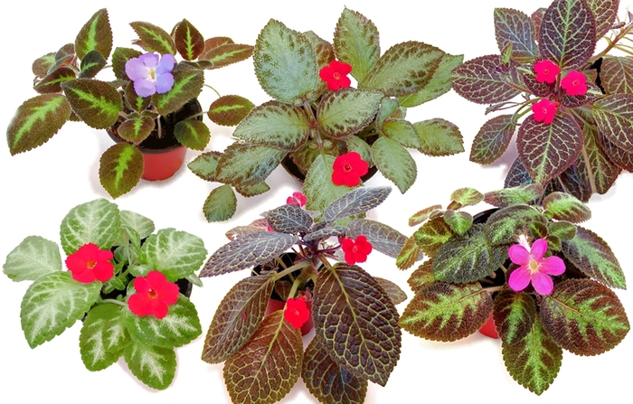 Episcia e-piss'-i-ah - Flame Violets from Kings Garden Center