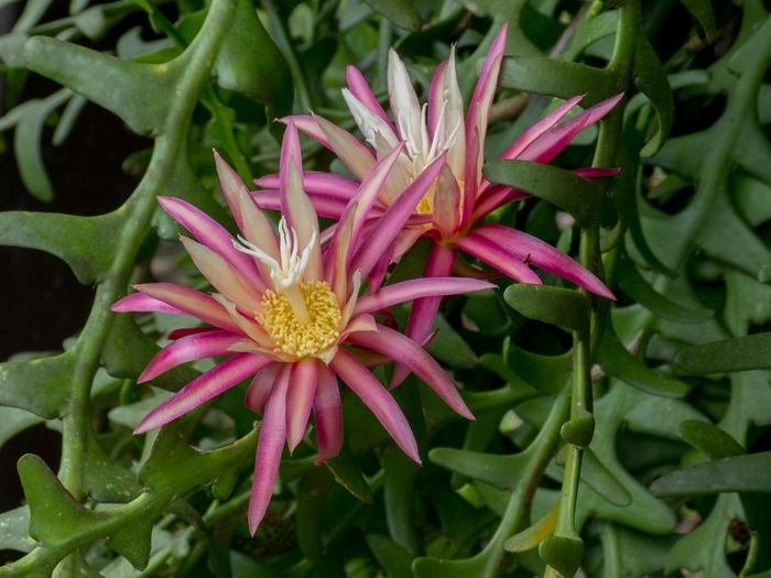 Cyptocereus - Fishbone Orchid Cactus from Kings Garden Center