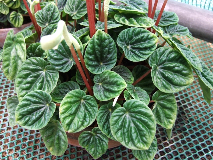 Peperomia - Radiator plant from Kings Garden Center