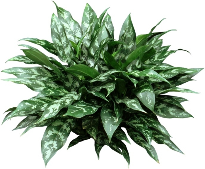 Aglaonema - Chinese Evergreen from Kings Garden Center