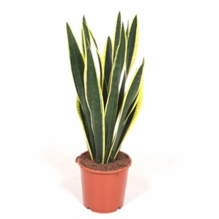 Sansaveria - Snake Plant from Kings Garden Center