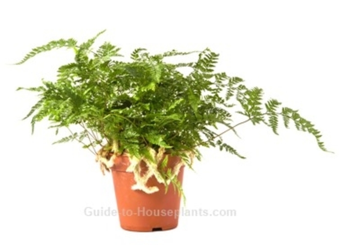 Davallia - Rabbits Foot Fern from Kings Garden Center