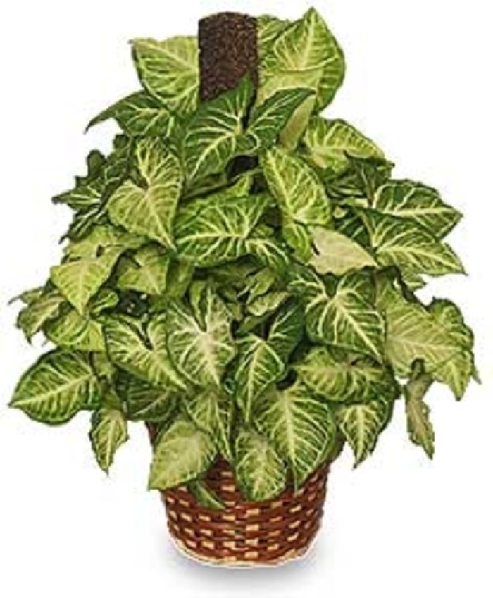 Syngonium/Nepthytis - Arrowhead Plant from Kings Garden Center