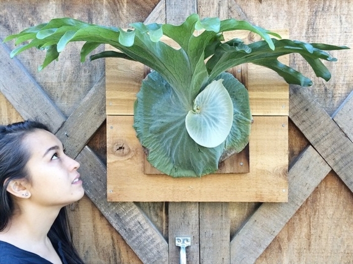 Platycerium - Staghorn Fern from Kings Garden Center