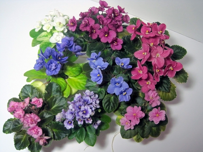 African Violet - Saintpaulias from Kings Garden Center