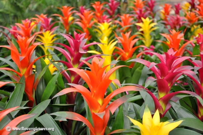 Bromeliad - Urn Plant from Kings Garden Center