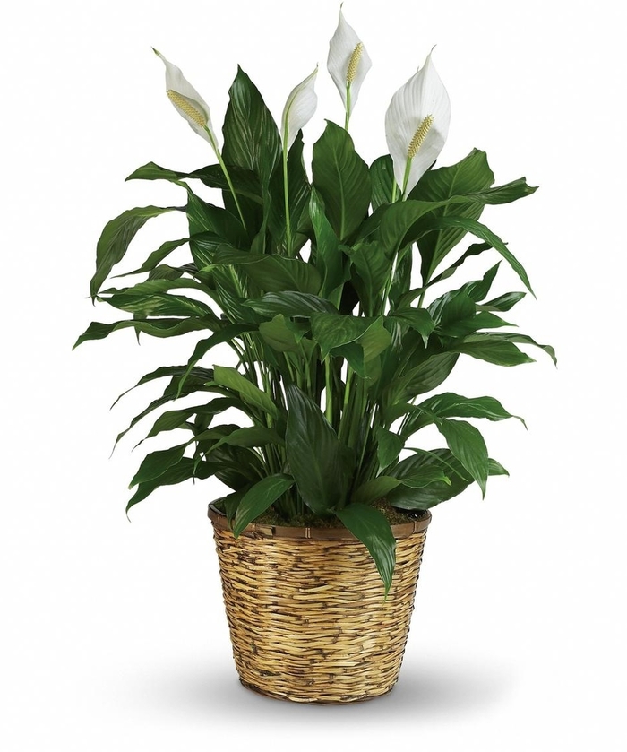 Spathiphyllum - Peace Lily from Kings Garden Center