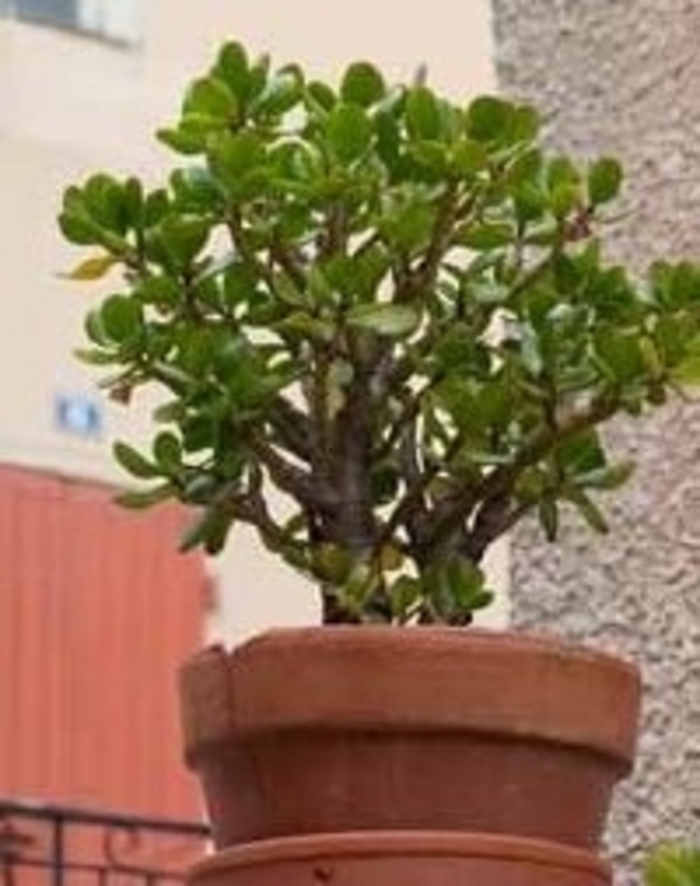 Jade Plant - Crassula argentea 'arborescans' from Kings Garden Center