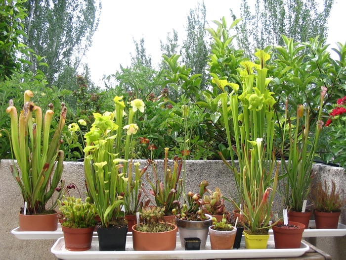 Pitcher Plant - Sarracenia flava hyb. from Kings Garden Center