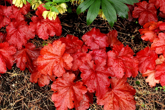 Coral Bells - Heuchera 'Fire Alarm' from Kings Garden Center