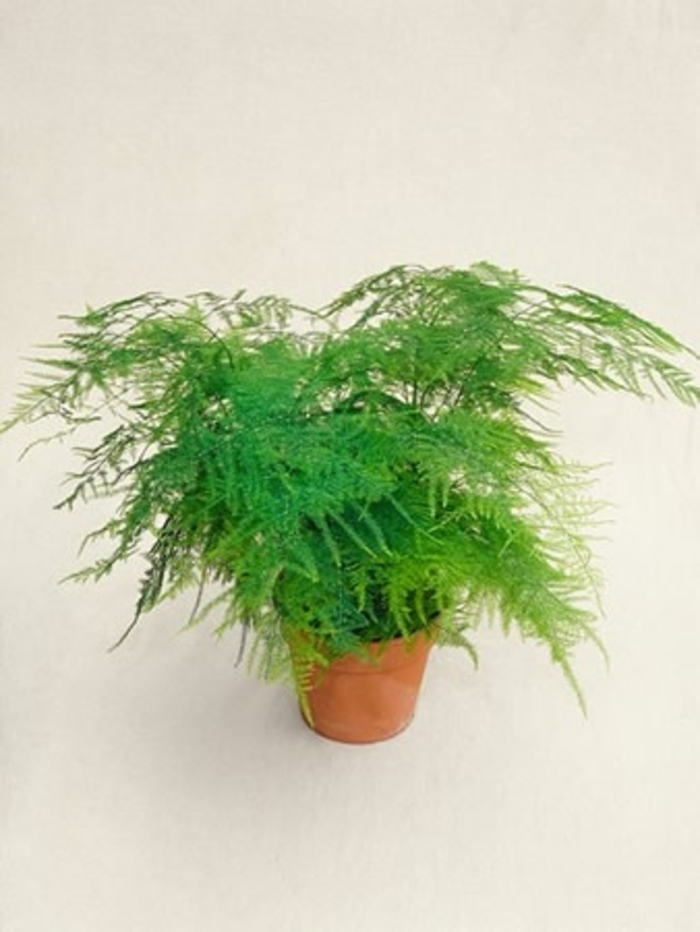 Plumosa Fern - Asparagus Plumosa from Kings Garden Center