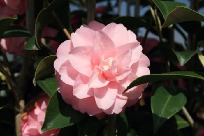 Lisa Beasley Camellia - Camellia japonica 'Lisa Beasley' from Kings Garden Center