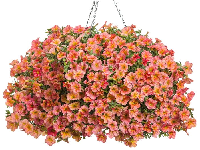 Superbells® - Calibrachoa hybrid 'Tropical Sunrise' from Kings Garden Center