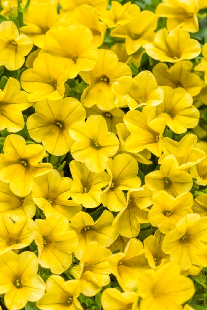 Superbells® Yellow - Calibrachoa hybrid from Kings Garden Center