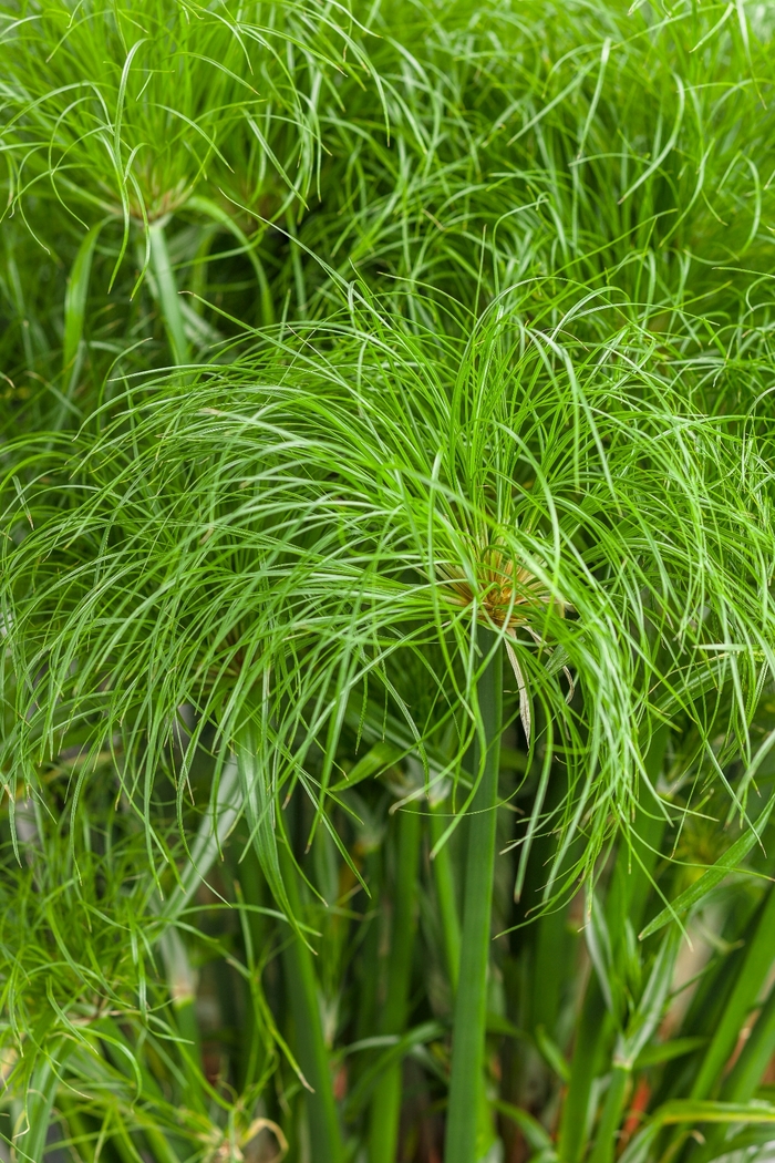 Graceful Grasses® - Cyperus papyrus 'Prince Tut™' from Kings Garden Center