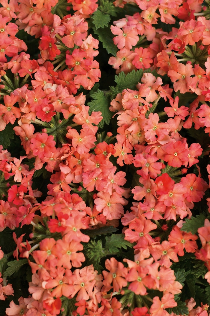 Superbena® - Verbena hybrid 'Royale Peachy Keen' from Kings Garden Center