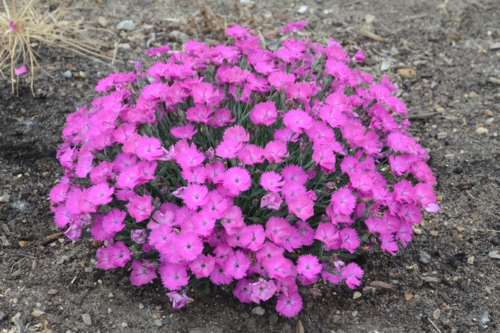 'Paint the Town Fuchsia' - Dianthus hybrid 'Paint the Town Fuchsia' from Kings Garden Center